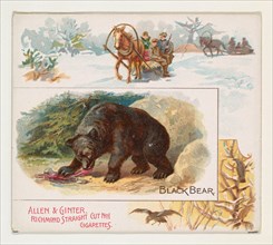Black Bear, from Quadrupeds series (N41) for Allen & Ginter Cigarettes, 1890.