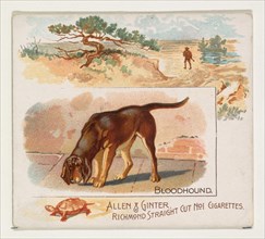 Bloodhound, from Quadrupeds series (N41) for Allen & Ginter Cigarettes, 1890.