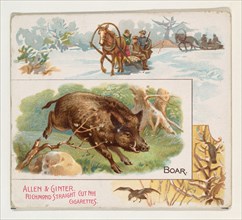 Boar, from Quadrupeds series (N41) for Allen & Ginter Cigarettes, 1890.