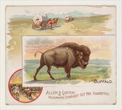 Buffalo, from Quadrupeds series (N41) for Allen & Ginter Cigarettes, 1890.