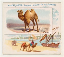Camel, from Quadrupeds series (N41) for Allen & Ginter Cigarettes, 1890.