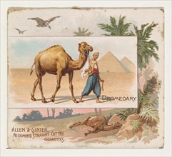 Dromedary, from Quadrupeds series (N41) for Allen & Ginter Cigarettes, 1890.