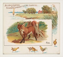 Fox, from Quadrupeds series (N41) for Allen & Ginter Cigarettes, 1890.