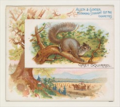 Grey Squirrel, from Quadrupeds series (N41) for Allen & Ginter Cigarettes, 1890.
