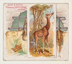Giraffe, from Quadrupeds series (N41) for Allen & Ginter Cigarettes, 1890.