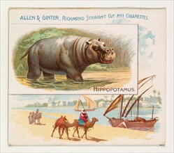 Hippopotamus, from Quadrupeds series (N41) for Allen & Ginter Cigarettes, 1890.