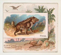 Hyena, from Quadrupeds series (N41) for Allen & Ginter Cigarettes, 1890.