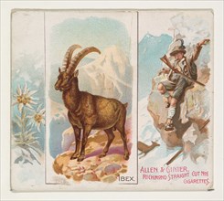 Ibex, from Quadrupeds series (N41) for Allen & Ginter Cigarettes, 1890.