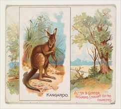 Kangaroo, from Quadrupeds series (N41) for Allen & Ginter Cigarettes, 1890.