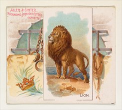 Lion, from Quadrupeds series (N41) for Allen & Ginter Cigarettes, 1890.