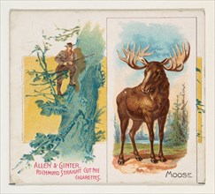 Moose, from Quadrupeds series (N41) for Allen & Ginter Cigarettes, 1890.