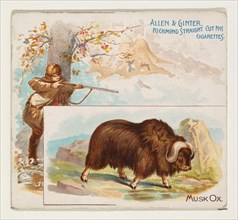 Musk Ox, from Quadrupeds series (N41) for Allen & Ginter Cigarettes, 1890.