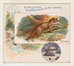 Otter, from Quadrupeds series (N41) for Allen & Ginter Cigarettes, 1890.