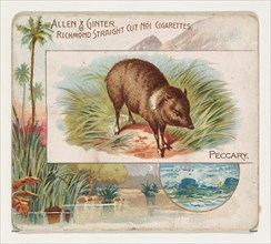 Peccary, from Quadrupeds series (N41) for Allen & Ginter Cigarettes, 1890.