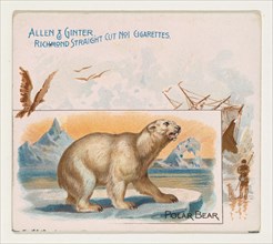 Polar Bear, from Quadrupeds series (N41) for Allen & Ginter Cigarettes, 1890.