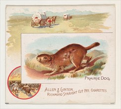 Prairie Dog, from Quadrupeds series (N41) for Allen & Ginter Cigarettes, 1890.
