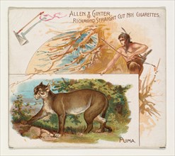 Puma, from Quadrupeds series (N41) for Allen & Ginter Cigarettes, 1890.
