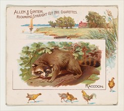 Raccoon, from Quadrupeds series (N41) for Allen & Ginter Cigarettes, 1890.