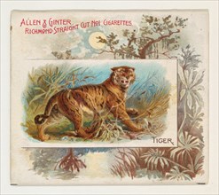 Tiger, from Quadrupeds series (N41) for Allen & Ginter Cigarettes, 1890.