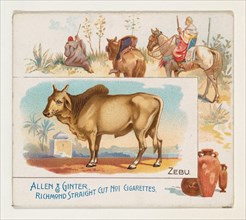 Zebu, from Quadrupeds series (N41) for Allen & Ginter Cigarettes, 1890.