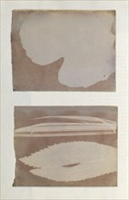 [Photogenic Drawing from Leaf], 1839-40.