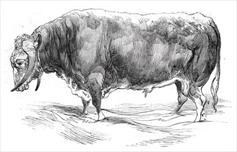Mr. W. Brink's long-horned bull