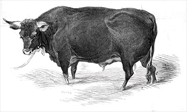 Mr. G. Turner's Devon bull