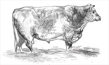 Mr. J. Cooper's short-horned bull