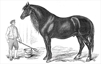 The giant horse exhibited at Southampton