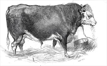 Mr. W. Perry's Hereford bull