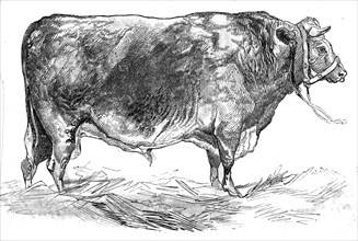 Mr. W. Foulds's short-horned bull