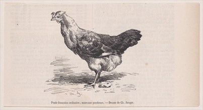 Poule française ordinaire; mauvaise pondeuse.; from Magasin Pittoresque