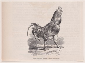 Coq de ferme; race commune.; from Magasin Pittoresque