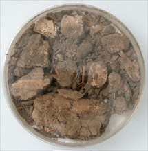 Papyri Fragments and Mud