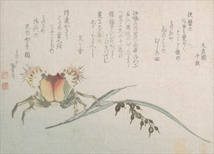 Crab and Rice Plant, 19th century.