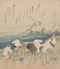 Ashi Clam, from the series "Genroku Kasen Kai-awase", 1821.