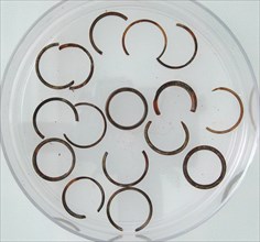 Rings and Ring Fragments, Coptic, 4th century.