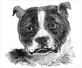 Head of the Bull Dog, 1844. Creator: Unknown.