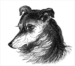 Head of the Shepherd's Dog, 1844. Creator: Unknown.
