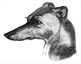 Head of the Greyhound, 1844. Creator: Unknown.