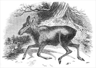 Moose deer, at the Surrey Zoological Gardens, 1844.  Creator: Unknown.