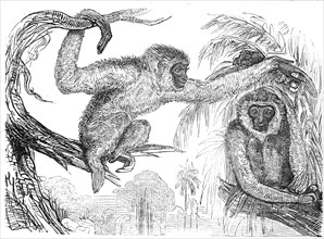 The "Wou-wou", or silvery gibbons, 1845. Creator: Unknown.