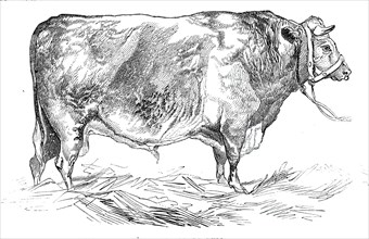 Mr. W. Fould's short-horned bull, 1844. Creator: Unknown.