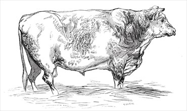 Mr. J. Cooper's short-horned bull, 1844. Creator: Unknown.