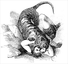 Carter's Tiger Feat, 1844. Creator: Unknown.