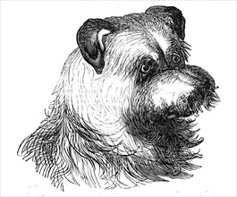 Head of the Scotch Terrier, 1844. Creator: Unknown.