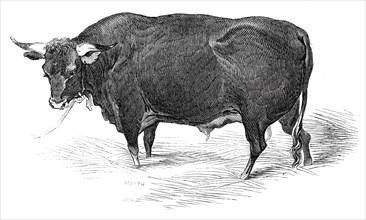Mr. G. Turner's Devon bull, 1844. Creator: Unknown.