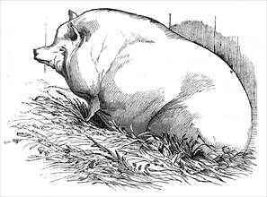 Mr. T.M. Goodlake's Wadley boar, 1844. Creator: Unknown.