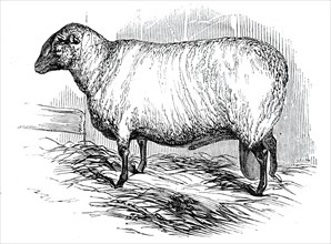 Mr. T. Hutton's Hampshire Down ram, 1844. Exhibit at the Southampton meeting of the Royal Agricultural Society of England. From "Illustrated London News", 1844, Vol V.