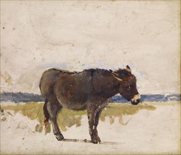 Study of a Donkey